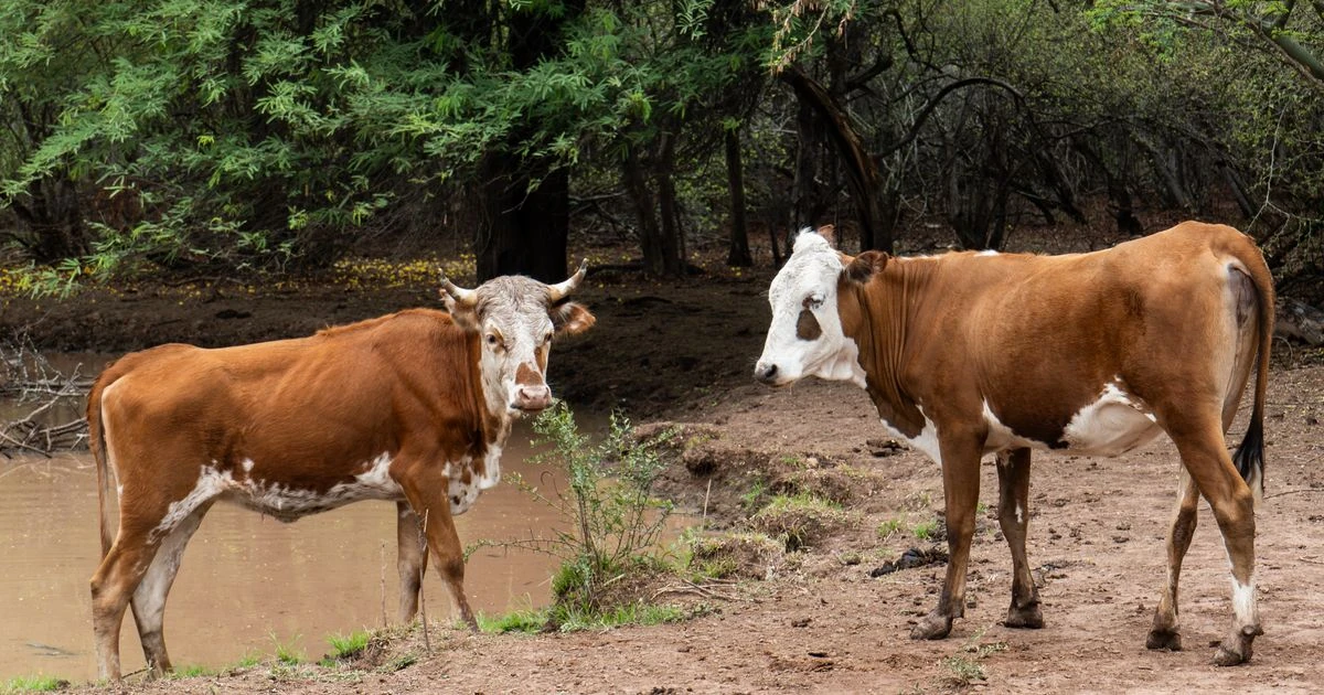 Argentina, Paraguay y Uruguay se preparan para la Regulación de Deforestación de la UE