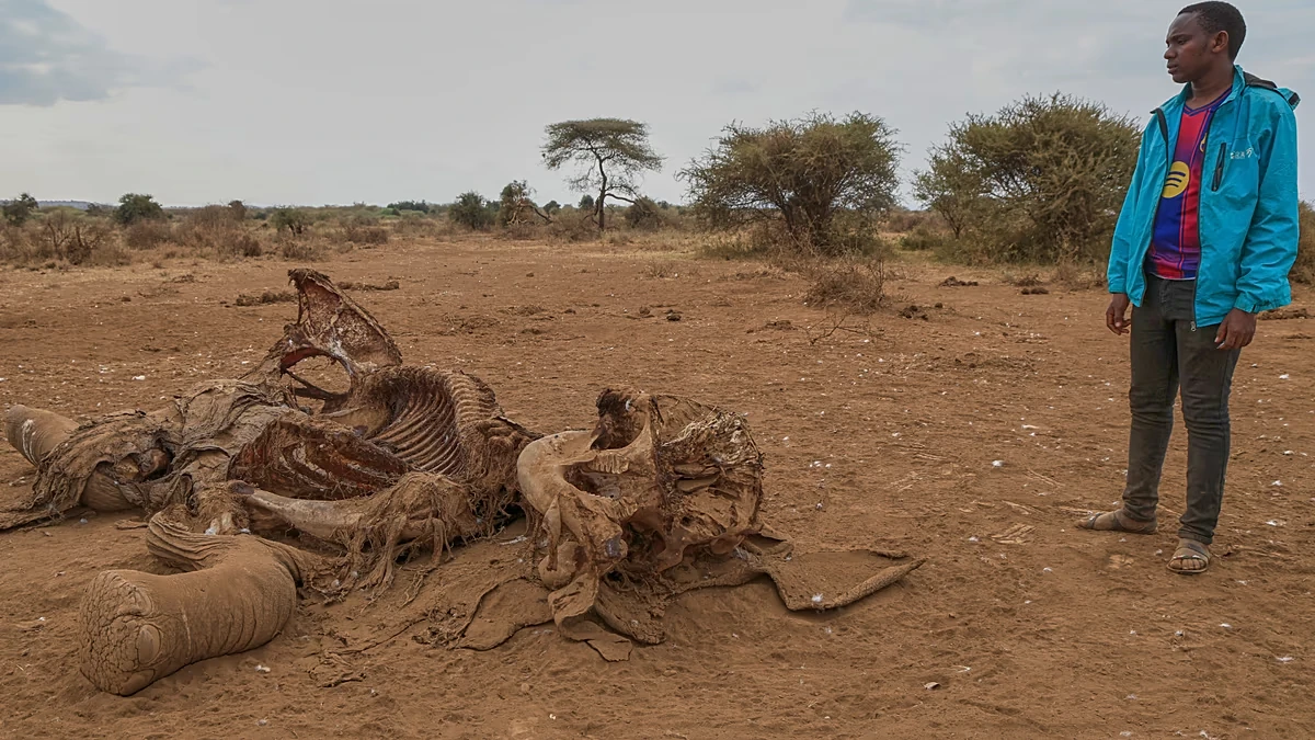 Aumentan las muertes misteriosas de elefantes en Kenia: expertos investigan