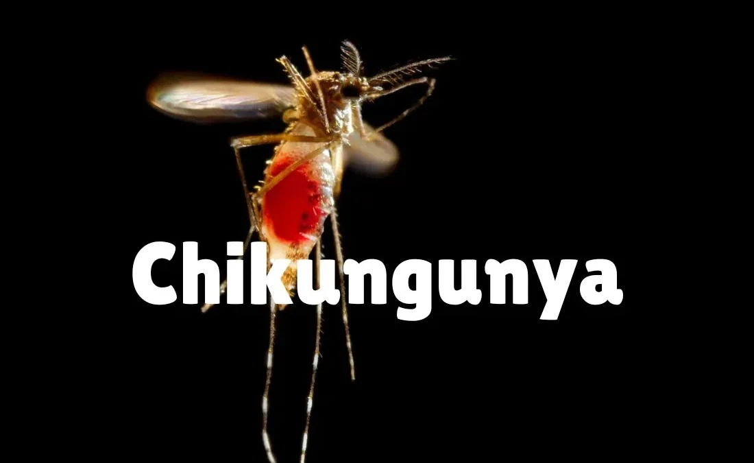 Aumentan los casos de chikungunya en Argentina, con el 97% en el Noroeste