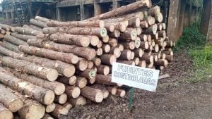 Avance en certificación PEFC para empresas forestoindustriales en Misiones y Corrientes