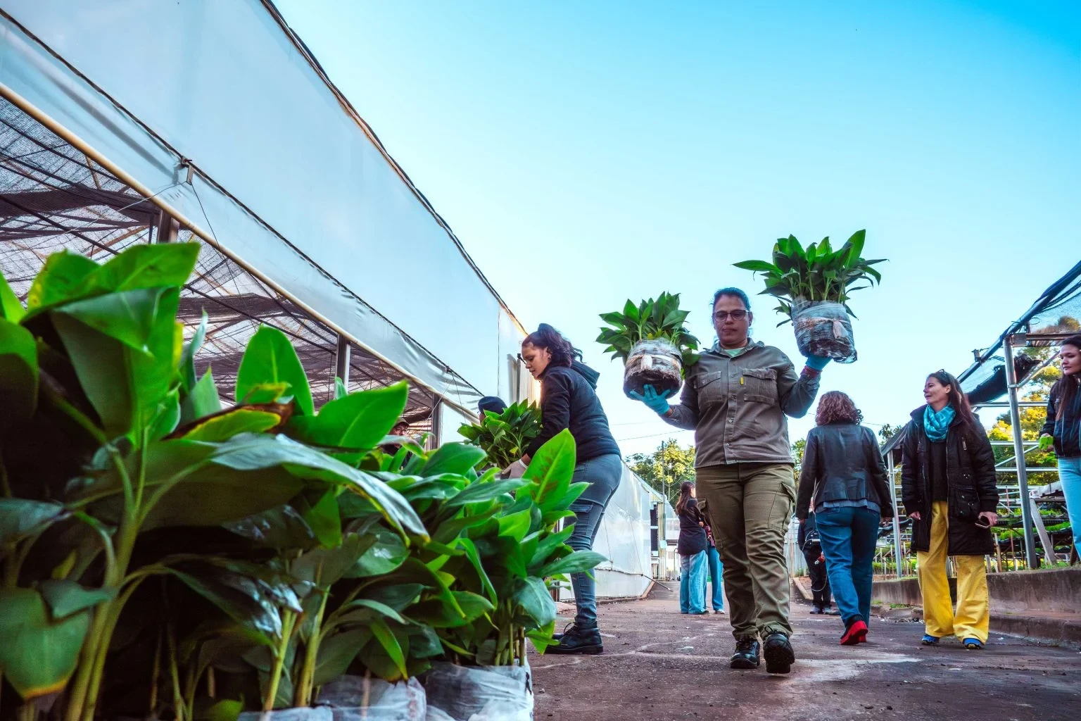 Biofábrica Misiones concluye envío de 200 mil plantines de banano a Salta
