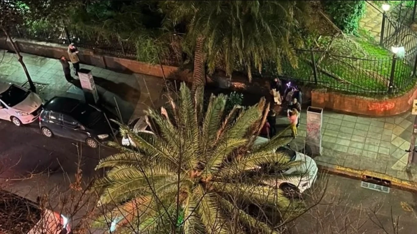 Caída de una palmera en el Jardín Botánico de Buenos Aires genera preocupación vecinal