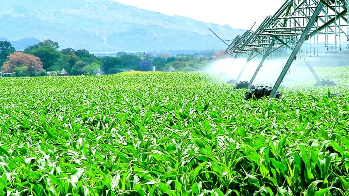 El agro argentino liquidó casi 3 mil millones de dólares en julio, una caída del 3%