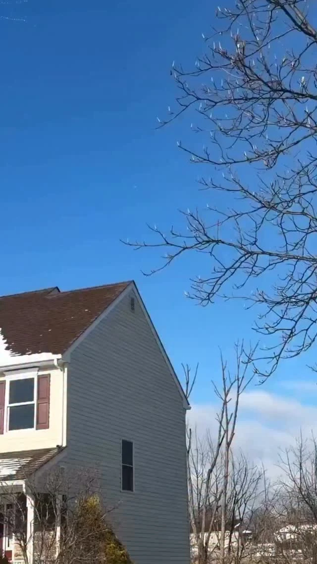 Impresionante migración de gansos nivales captada en formación en el cielo