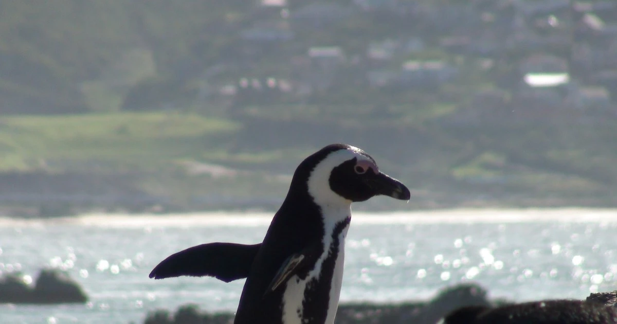 Liberan diez pingüinos jóvenes en África para restaurar su hábitat natural