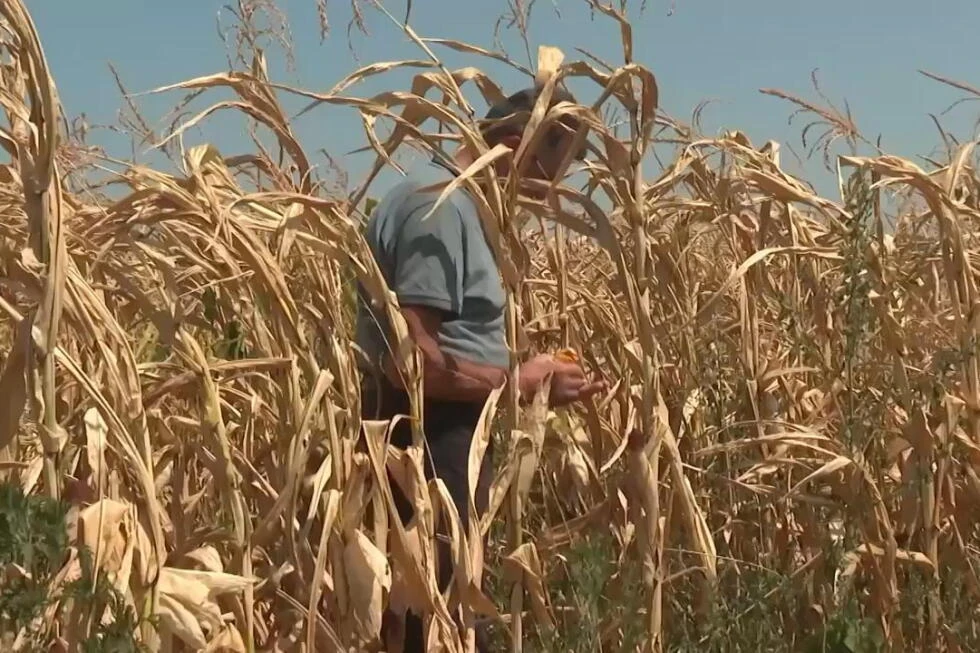 Olas de calor y sequía arrasan la cosecha de maíz en Bosnia-Herzegovina