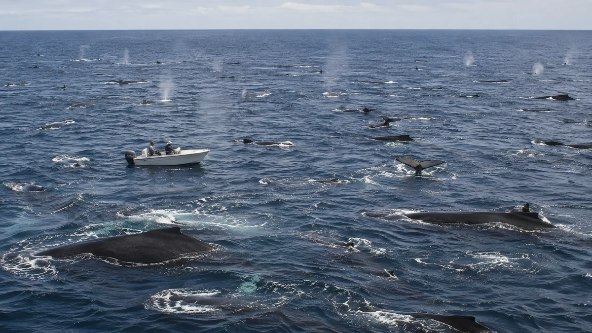 Pareja queda rodeada por 299 ballenas jorobadas durante una navegación en Sudáfrica