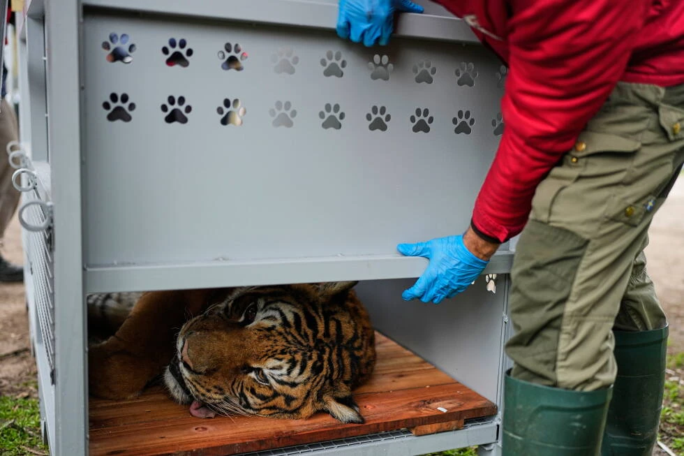 Rescate de 30 leones y tigres de un zoológico argentino culmina con su traslado a santuarios