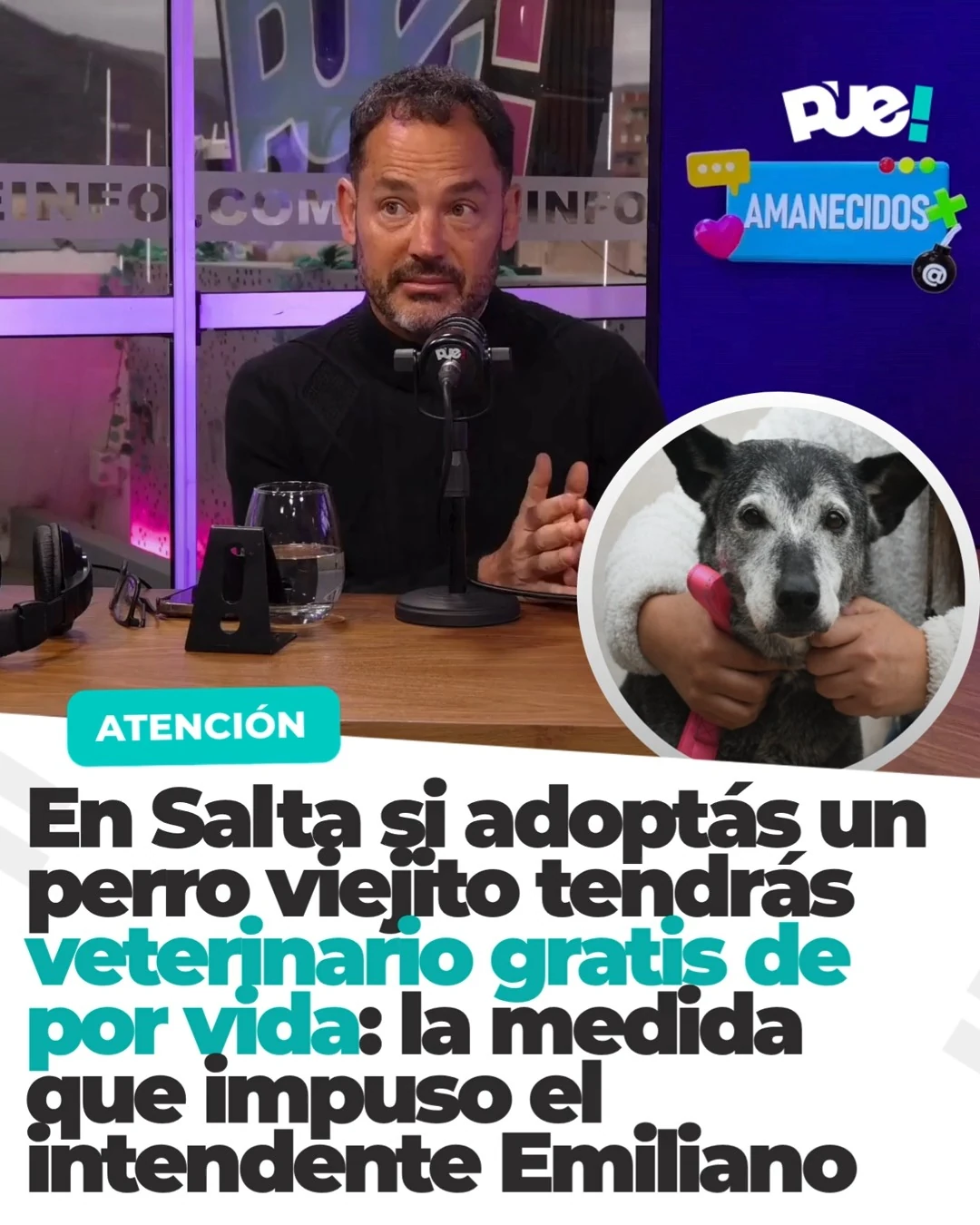 Salta ofrece veterinario gratis de por vida para perros adultos adoptados