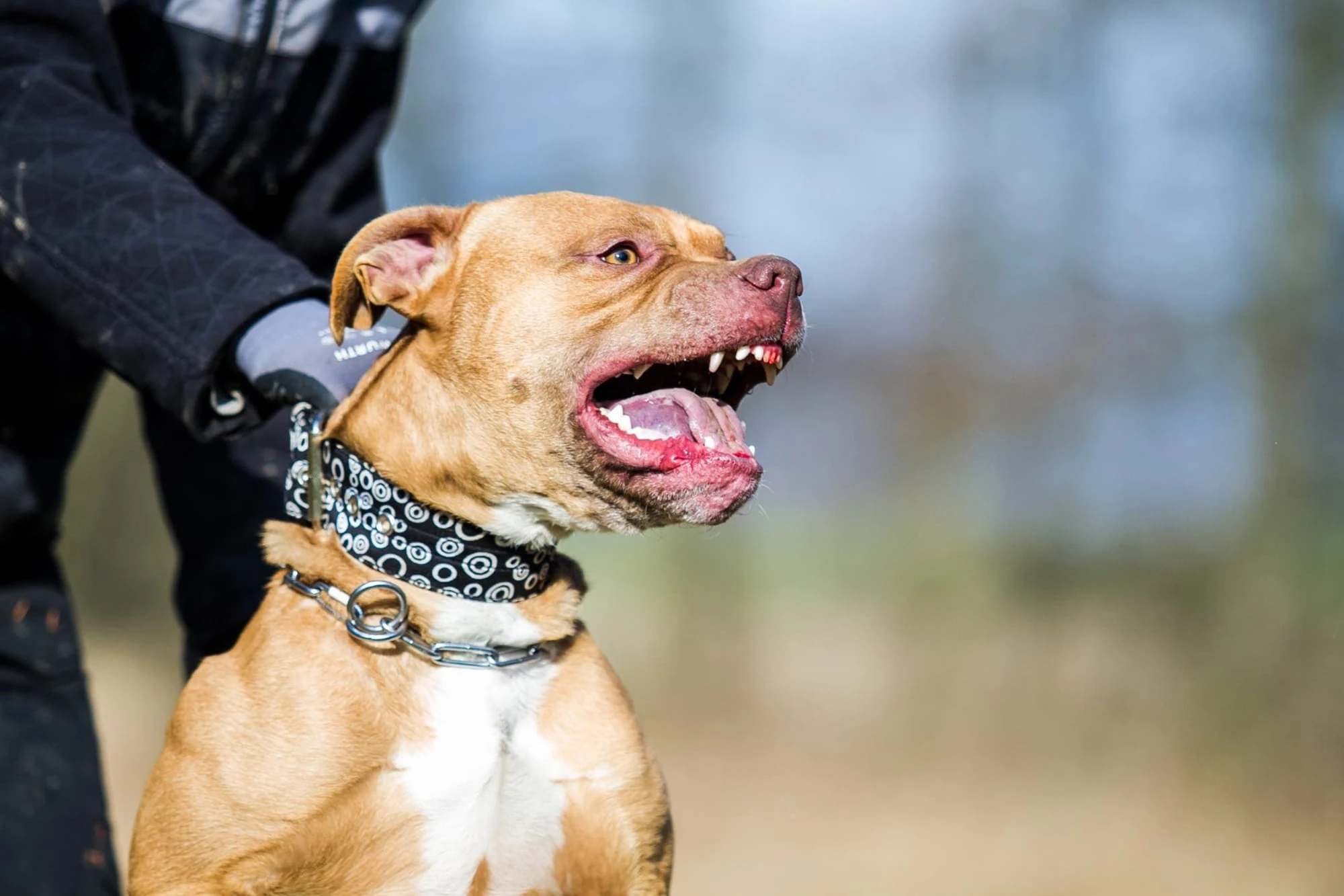 Trágico ataque de un pitbull causó la muerte de un niño de 3 años en Córdoba