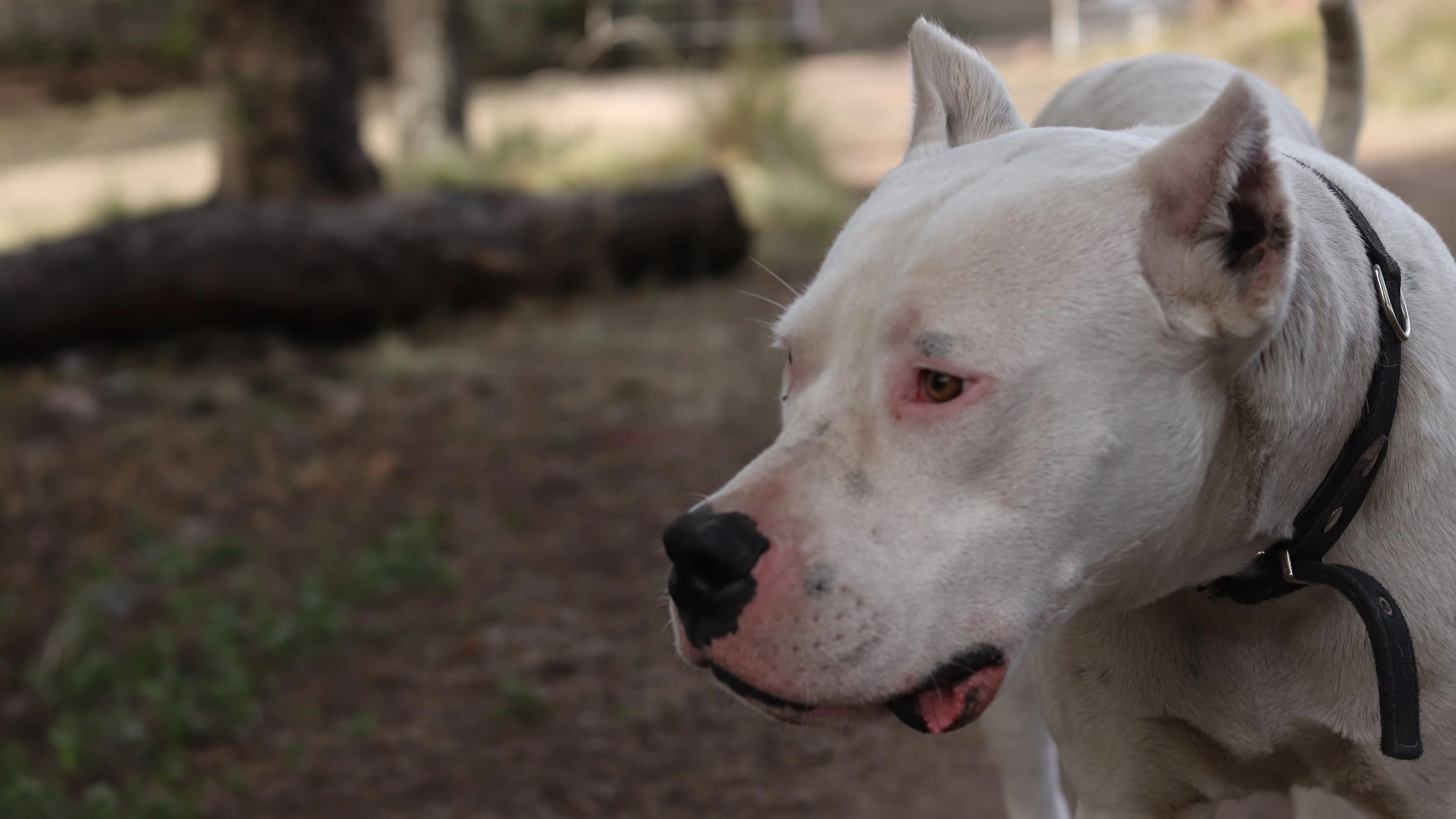 Un niño de dos años en estado grave tras ser atacado por un dogo en Córdoba